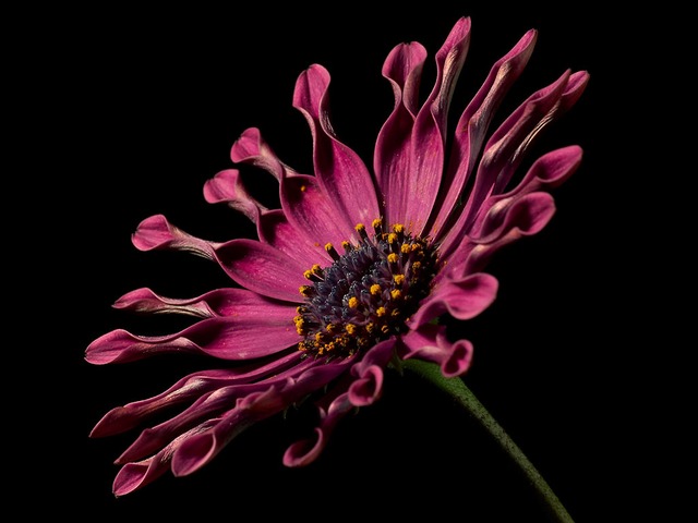 african-daisy-3405_640